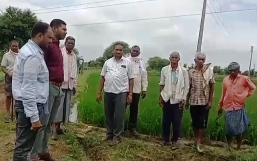 विक्रम टीसीआर : कम अवधि और कम पानी में ज्यादा उपज देने वाली धान की किस्म