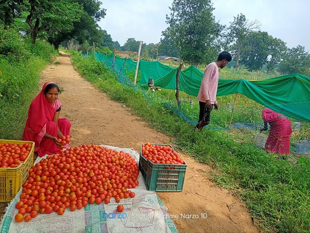 टमाटर की लालिमा से रोशन हुआ ग्रामीण जीवन: मंगली दीदी की प्रेरक यात्रा