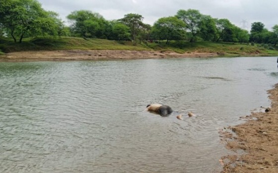 लीलागर नदी में मिला लापता युवक का शव, बसंतपुर गांव में मचा हड़कंप; मौत की गुत्थी सुलझाने में जुटी पुलिस