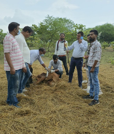 त्वरित प्रशासनिक कार्रवाई से पशु रोग नियंत्रण में, अब सभी पशु स्वस्थ!
