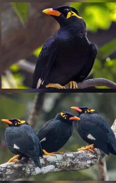 जीपीएस निगरानी से पहाड़ी मैना का होगा संरक्षण: छत्तीसगढ़ के राजकीय पक्षी को बचाने की बड़ी पहल