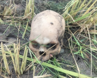 कोट गांव के धान के खेत में नर कंकाल मिलने से हड़कंप