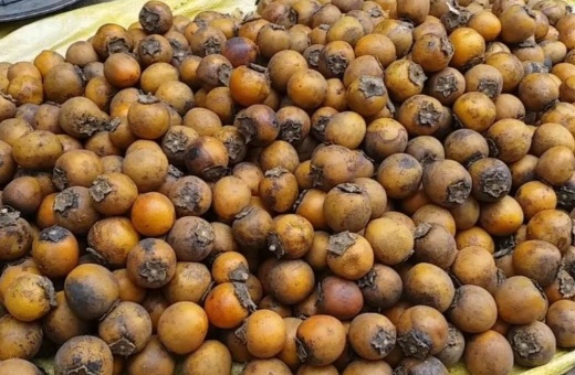 केवल 10 दिन के लिए आता है यह जंगली फल, औषधीय गुणों के मामले में है ‘अमृत’, फायदे जानकर चौंक जाएंगे आप