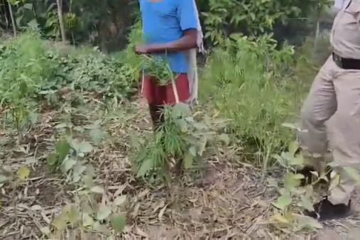 मक्के की आड़ में लहलहा रहे थे गांजे के पौधे, पुलिस ने मारा छापा; आरोपी गिरफ्तार