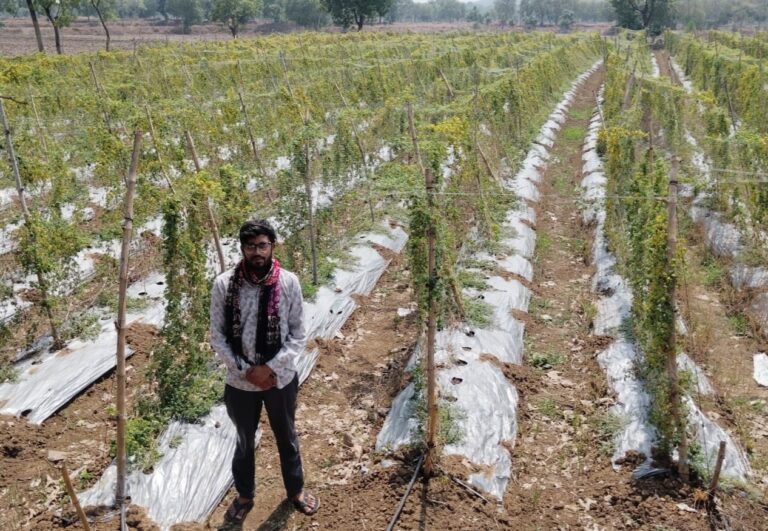 सफलता की कहानी – पारंपरिक फसल छोड़ अपनाई करेले की आधुनिक खेती