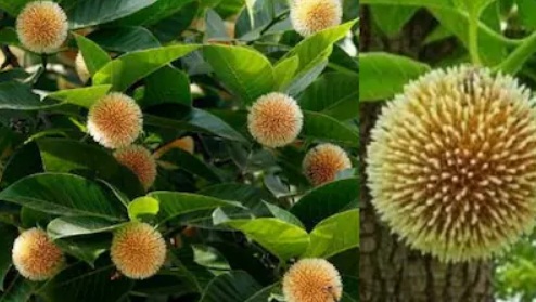 आयुर्वेद का छिपा खजाना: ‘कदम’ का फल, स्वाद के साथ पेट की समस्याओं और इम्यूनिटी का रामबाण इलाज