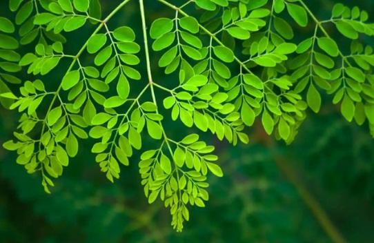 सुपरफूड ‘सहजन’: आयुर्वेद से आधुनिक साइंस तक, एक पौधे में छिपे हैं सेहत के कई चमत्कारी राज़