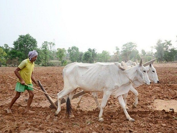 छत्तीसगढ़ में मानसून की दस्तक: 4.77 लाख हेक्टेयर में बोनी पूरी, CM साय के निर्देश पर खाद-बीज का रिकॉर्ड वितरण