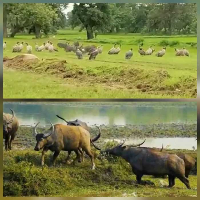 आईटीआर में राजकीय पशु ‘वन भैंसा’ और दुर्लभ ‘हिमालयी गिद्ध’ की मौजूदगी ने जगाई नई उम्मीद