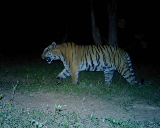 बस्तर में एक दशक बाद बाघ की दस्तक: रिहायशी इलाकों में वन विभाग का हाई अलर्ट, ट्रैप कैमरों से निगरानी तेज