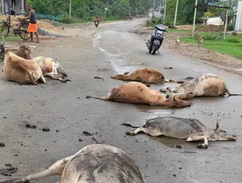कोरबा में रफ्तार का कहर: तेज रफ्तार ट्रेलर ने मवेशियों के झुंड को रौंदा, 6 की मौत, दो गंभीर रूप से घायल