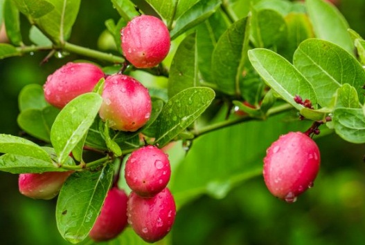 करौंदा क्यों माना जाता है आयुर्वेद का सुपरफूड? जानें इसके औषधीय गुण