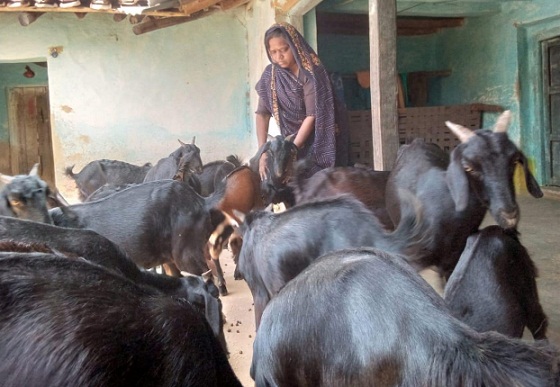 बिहान ने बदली मीरा सिंह की तकदीर, बकरी पालन से बनीं आत्मनिर्भरता