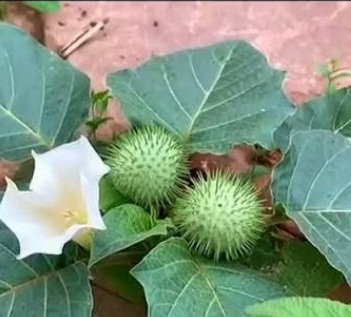 भगवान शिव का प्रिय धतूरा इन 5 बीमारियों में है फायदेमंद, जानिए इसके औषधीय गुण और जरूरी सावधानियां