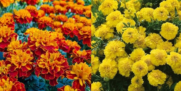 गेंदा को सिर्फ फूल समझने की भूल न करें, आयुर्वेद में बताए गए हैं इसके कई फायदे