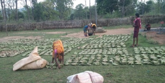 तेन्दूपत्ता संग्रहण की नई पहल से अबुझमाड़ के 22 गांवों को मिला लाभ