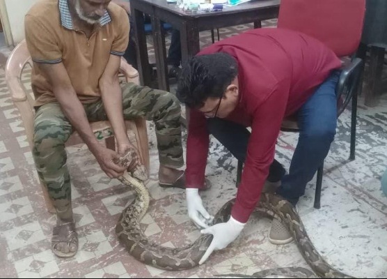 गंगरेल में लहूलुहान मिला भारतीय अजगर, प्राथमिक इलाज के बाद विशेषज्ञ देखभाल के लिए रायपुर जंगल सफारी स्थानांतरित
