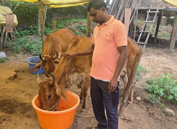 पशुधन विकास विभाग के प्रयास लाए रंग: कृत्रिम गर्भाधान और ₹18,000 के अनुदान से संवरी विनोद की किस्मत, दूध बेचने वाले सफल पशुपालक बने