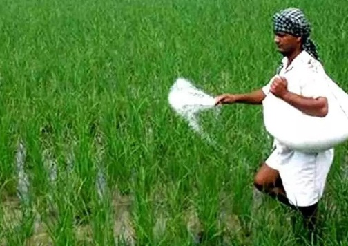छत्तीसगढ़ में खरीफ सीजन 2026: 99% बोनी संपन्न, धान-मक्का समेत विविध फसलों से लहलहाए खेत