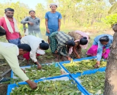 तसर पालन से बढ़ेंगे ग्रामीणों की आमदनी के अवसर, बीजापुर में 13 हितग्राहियों को स्वस्थ डिम्ब समूह वितरण के साथ मिली आर्थिक सहायता