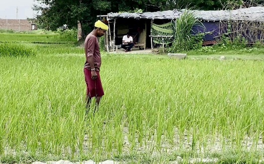 छत्तीसगढ़ में लक्ष्य शत्-प्रतिशत बोनी पूर्ण
