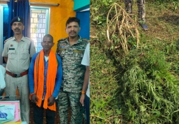 घर के बाड़ी में उगाई जा रही थी अवैध गांजे की फसल, पुलिस ने 18.6 किलो गांजे के पौधों के साथ आरोपी को किया गिरफ्तार