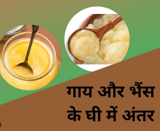 गाय या भैंस का घी, सेहत के लिए कौन सा बेहतर? कितना खाना फायदेमंद जानें सब कुछ