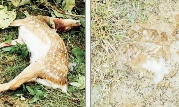 मुंगेली जिले के जंगलों में बाघिन की आहट: कारीडोंगरी जंगल में मिले पगमार्क और दो चीतलों के शव से हड़कंप